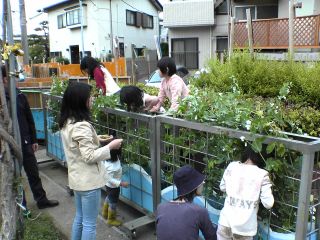 えんどう豆が採れた！